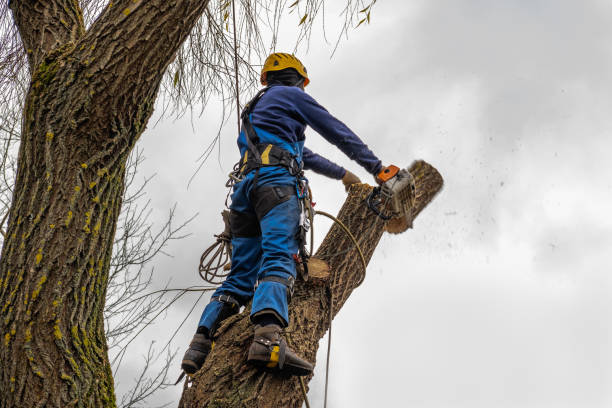 Best Lawn Dethatching  in USA